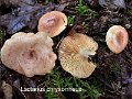Lactarius chrysorrheus-amf1070-1